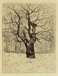 The Oak