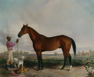 Enquirer, Bay Horse