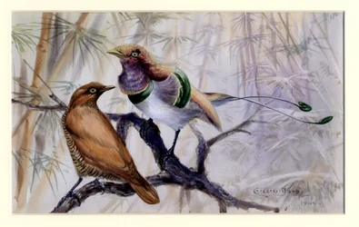 King bird of paradise, 1909