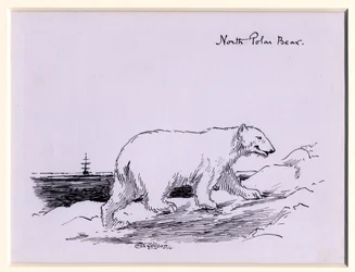 Polar bear, c.1905