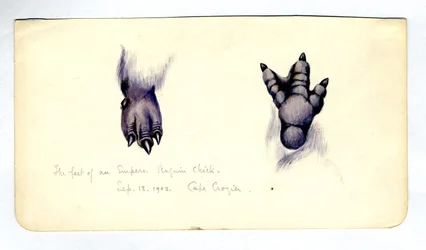 Two studies of the foot of an emperor penguin chick, 1901-04
