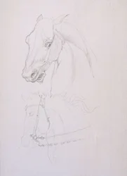 Study of a Horse