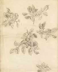 Study of apples, possibly for the background of 