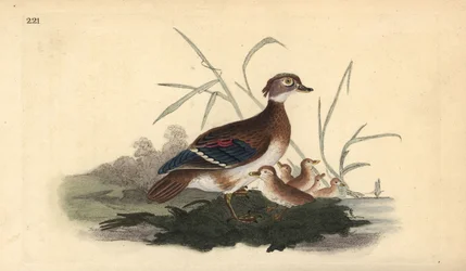 American Wood Duck (female and young). Handcoloured copperplate from Natural History of British Birds, London