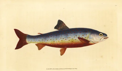 Arctic Charr, Salvelinus alpinus alpinus. Handcoloured copperplate drawn and engraved by Edward Donovan from his Natural History of British Fishes, Donovan and F.C. and J. Rivington, London
