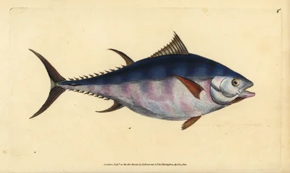 Atlantic Bluefin Tuna, Thunnus Thynnus. Handcoloured Copperplate Drawn and Engraved by Edward Donovan from His Natural History of British Fishes