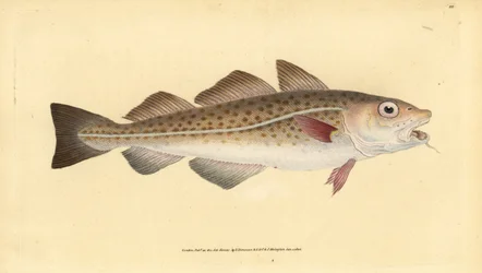 Atlantic cod or cod fish. Gadus morhua. Vulnerable. Handcoloured copperplate from Natural History of British Fishes, Donovan and F.C. and J. Rivington, London