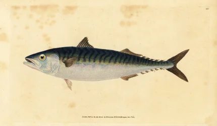Atlantic Mackerel, Scomber scombrus