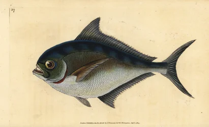 Atlantic pomfret, Brama brama
