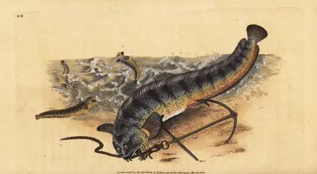 Atlantic seawolf or striped sea wolf, Anarhichas lupus