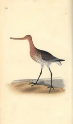 Bar-tailed Godwit (female), Limosa lapponica. Handcoloured copperplate from Natural History of British Birds, London