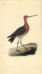 Bar-tailed godwit (male), Limosa lapponica