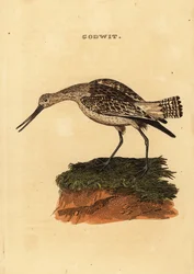Bar-tailed Godwit