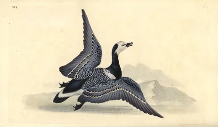Barnacle Goose, Branta leucopsis
