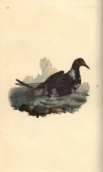 Black-headed Gull, Chroicocephalus ridibundus, in Summer Plumage with Brown Head