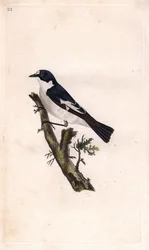 Black gobbler. Ficedula hypoleuca (Muscicapa atricapilla). Copper engraving by Edward Donovan (1768-1837), published in Histoire naturelle des oiseaux britanniques, London