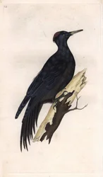 Black woodpecker. Dryocopus martius (Picus martius). Copper engraving by Edward Donovan, published in Histoire naturelle des oiseaux britanniques, London
