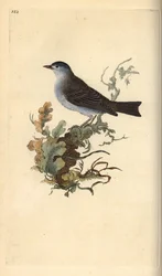 Blackcap, Sylvia atricapilla