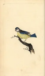 Blue Tit, Cyanistes caeruleus. Handcoloured copperplate from Natural History of British Birds, London