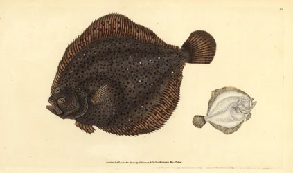 Brill or pearl, handcoloured copperplate drawn and engraved by Edward Donovan from his Natural History of British Fishes