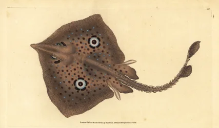 Brown Skate or Mirror Ray, Raja miraletus