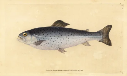 Brown Trout, Salmo Trutta. Handcoloured Copperplate Drawn and Engraved by Edward Donovan from His Natural History of British Fishes