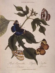 Butterflies: Papilio Erymanthis; Papilio Orythia; Papilio Polyxena; Papilio Leucothoe