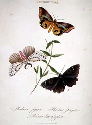 Butterflies: Phalaena Figura; Phalaena Strigata and Phalaena Hieroglyphica, pub. by the artist