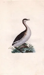 Castagny grebe. Tachybaptus ruficollis