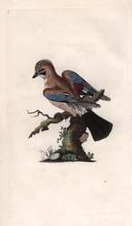 Eurasian Jay, Garrulus glandarius. Copper engraving by Edward Donovan, published in Natural History of British Birds, London