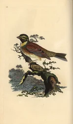 Cirl bunting, Emberiza cirlus