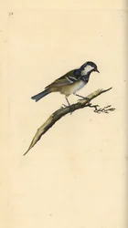 Coal tit, Periparus ater. Handcoloured copperplate from Natural History of British Birds, London
