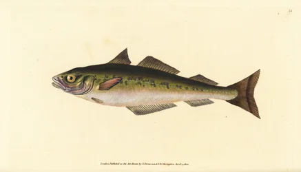 Coalfish or saithe, Pollachius virens. Handcoloured copperplate from Natural History of British Fishes, Donovan and F.C. and J. Rivington, London