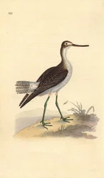 Common greenshank, Tringa nebularia. Handcoloured copperplate from Natural History of British Birds, London