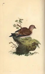 Common grey linnet, Carduelis cannabina (Handcoloured copperplate by Edward Donovan)