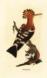 Common hoopoe