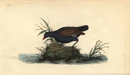 Common moorhen, Gallinula chloropus. Handcoloured copperplate drawn and engraved by Edward Donovan from his own “Natural History of British Birds,” London