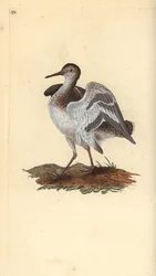 Common Sandpiper, Actitis hypoleucos. Handcoloured copperplate drawn and engraved by Edward Donovan from his Natural History of British Birds, London