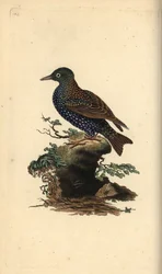 Common Starling, Sturnus Vulgaris (Handcoloured Copperplate Drawn and Engraved by Edward Donovan from His Own 