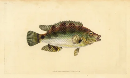 Corkwing wrasse, Symphodus melops (Goldfinny, Labrus cornubius). Handcoloured copperplate drawn and engraved by Edward Donovan from his Natural History of British Fishes, Donovan and F.C. and J. Rivington, London