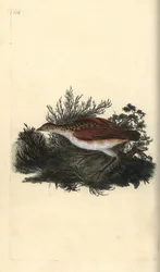 Corn Crake, Crex Crex (Near Threatened) (Handcoloured Copperplate Drawn and Engraved by Edward Donovan from His Own 