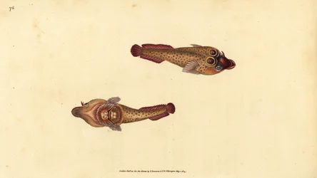 Cornish Sucker, Lepadogaster purpurea