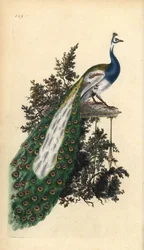 Crested Peacock, Indian or Blue Peafowl