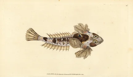 Dragonet, Callionymus lyra