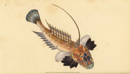 Dragonet or Gemmous Dragonet, Callionymus lyra