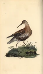 Dunlin, Calidris alpina