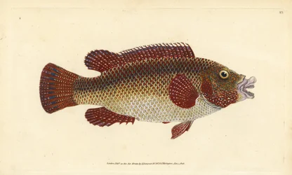 East Atlantic peacock wrasse, Symphodus tinca (Ancient wrasse or old wife, Labrus tinca). Handcoloured copperplate drawn and engraved by Edward Donovan from his Natural History of British Fishes, Donovan and F.C. and J. Rivington, London