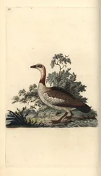 Egyptian Goose, Alopochen aegyptiacus