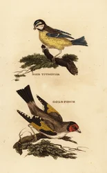 Eurasian Blue Tit and European Goldfinch