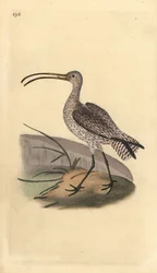 Eurasian Curlew, Numenius arquata